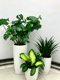 余姚绿植租赁保证金怎么做好？详细步骤分享